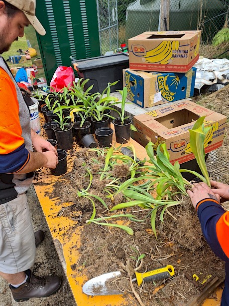 Many hands make light work potting up Renga Lillies at the Community Nursery