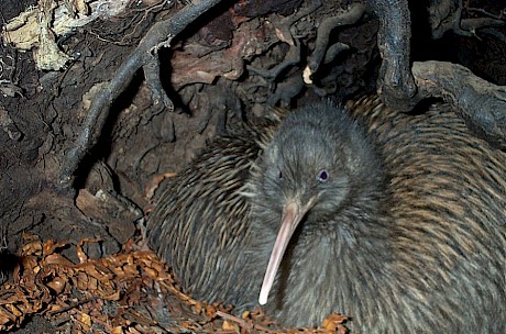 Stewart Island tokoeka kiwi nesting. Photo: Brent Beavan