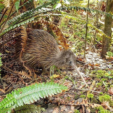 Daytime encounters with Stewart Island kiwi are exciting, but call for responsible dog walking and training. Photo: Rose Bowman