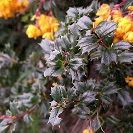 Darwin’s Barberry