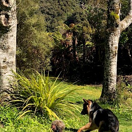 Carolyn and Richard Squires pup Fen demonstrates what happens when you get too close to the ‘robotic kiwi’